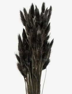 Dried Flowers Lagurus Ash - Torkade blommor|Cooee Design Discount