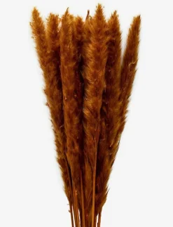 Dried Flowers Pampas - Torkade blommor|Cooee Design