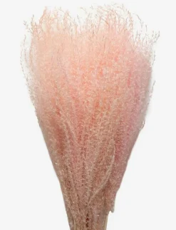 Cooee Design Dried Flowers Feather Pampas - Torkade blommor FADED PINK New