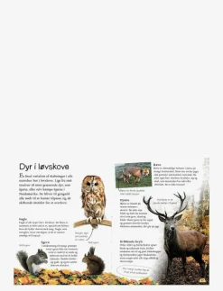 GLOBE Ud i naturen Skoven - Pedagogisk barnbok CHILDREN'S BOOK Outlet